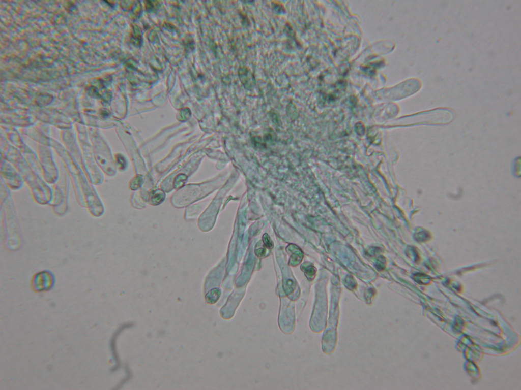 O l''uno... o l''atro???